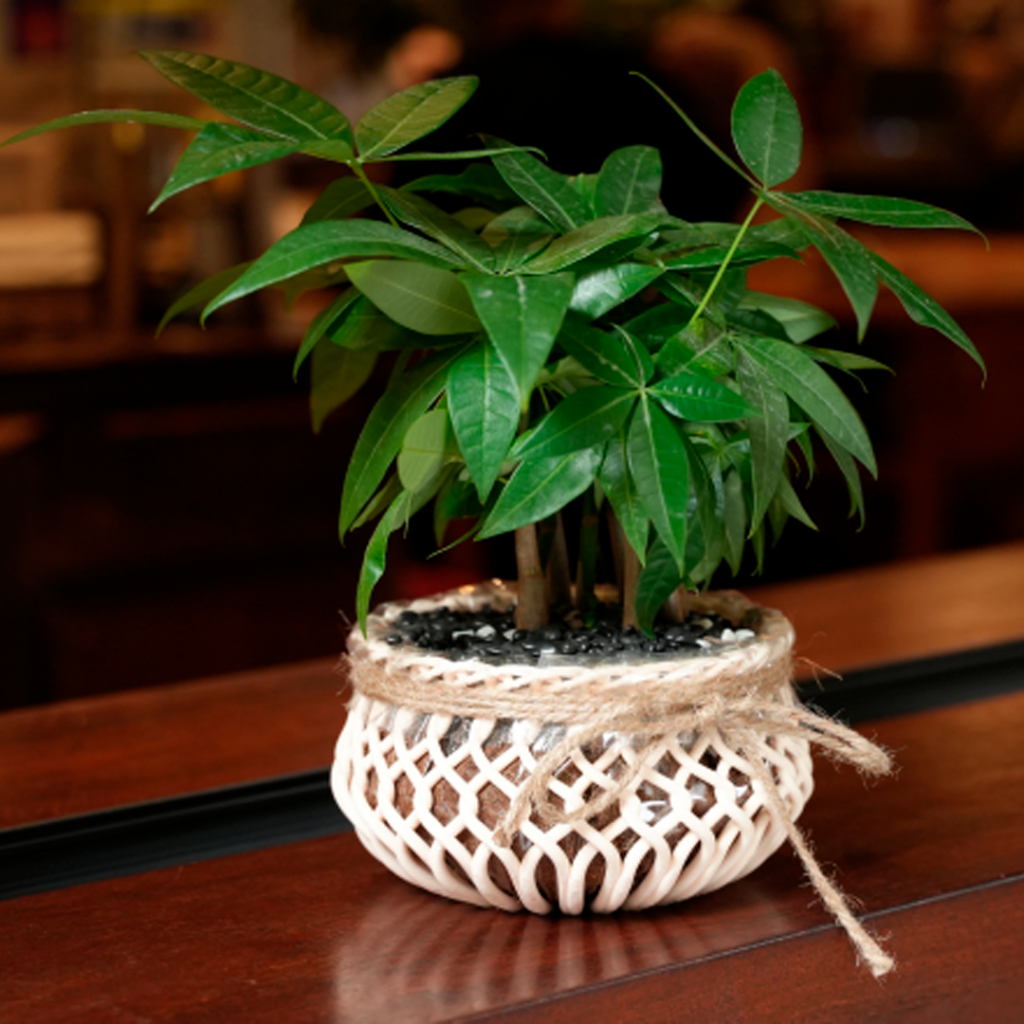 Decoração externa de vaso de planta impresso em 3D com filamento PETG HF da Bambu Lab